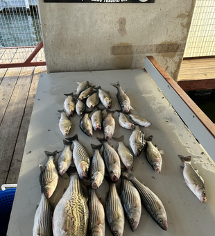 Fresh catch of the day!