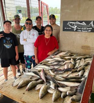 Outstanding striped bass haul from Lake Texoma waters!