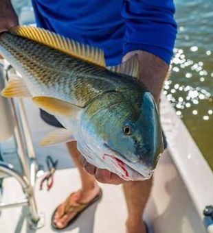 Exploring Inshore Fishing Along Gulf, Redfish 