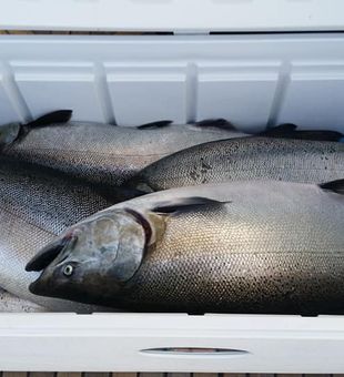 Lake Ontario Salmon Fishing Delight