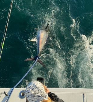 Powerful bluefin tuna fishing