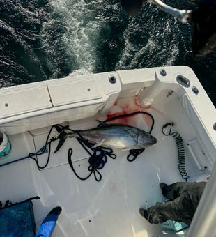 Bluefin tuna catch