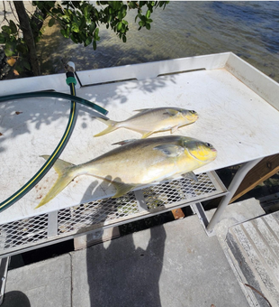Fresh Florida pompano caught in Jensen Beach waters!