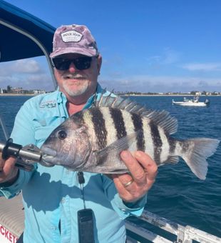 Beautiful sheepshead with classic stripes from Jensen Beach!