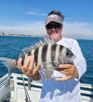 Beautiful sheepshead caught off Jensen Beach Florida!