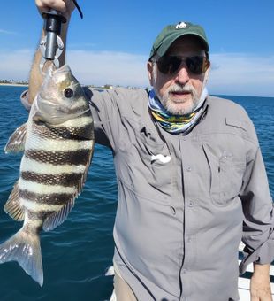 Beautiful sheepshead caught on Jensen Beach fishing tour!