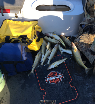 Productive Detroit River walleye catch on charter boat