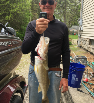 Quality Lake St Clair walleye catch with guide