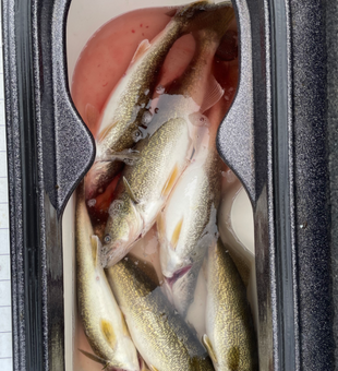 Lake St Clair walleye catch fresh limit bold