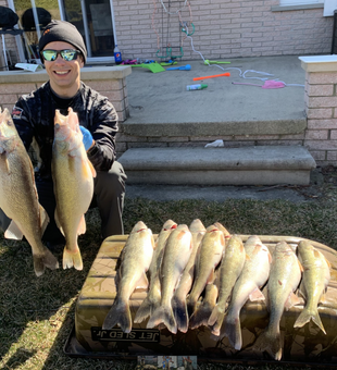 Strong Lake St Clair walleye haul with charter guide