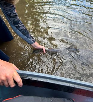 Smooth Rogue River steelhead release