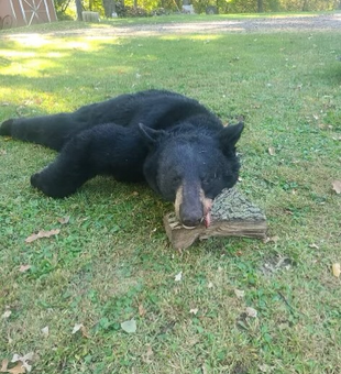 Bag your Minnesota trophy bear!