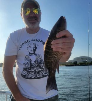 Tampa mangrove snapper showing up strong on the inshore flats