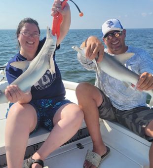 Shark cruising shallow Tampa waters today