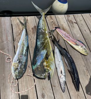 Mahi mahi and barracuda caught in Puerto Plata waters!