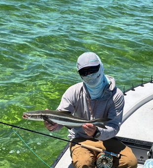Morning catch in Homossasa