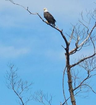 Amazing Wildlife in Cape Coral 
