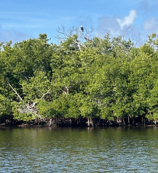 Perfect fishing habitat in Charlotte Harbor's pristine mangrove waters.