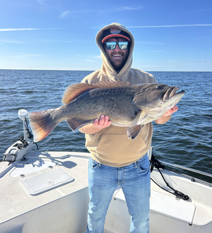 Charlotte Harbor gag grouper caught on light tackle!