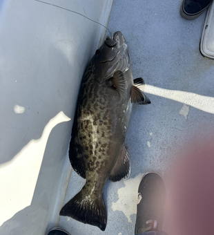 Beautiful gag grouper landed in Charlotte Harbor!
