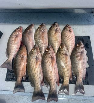 Excellent grey snapper haul from Punta Gorda waters!