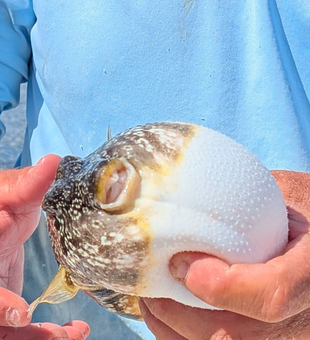 Exploring the productive inshore waters near Punta Gorda where anglers come for unforgettable Gulf Coast fishing adventures.