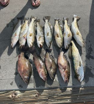 Mixed bag of grey snapper and speckled trout from Punta Gorda!