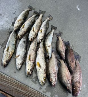Speckled trout and grey snapper from Punta Gorda waters!