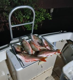 West Bay mutton snapper filling up the cooler!