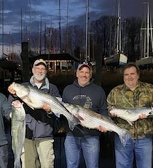 Striped Bass from Raritan Bay 