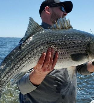 Striped Bass from Raritan Bay 