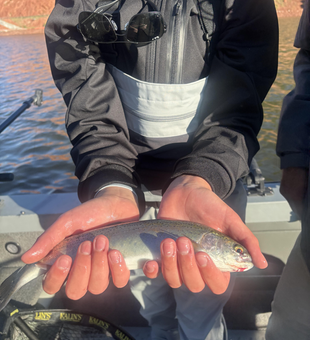 Unleash your inner angler with heavy and light tackle techniques in Silt!