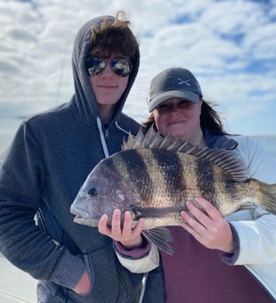 Sheepshead: Striped Marvels