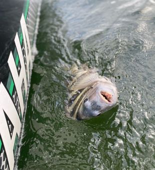 Top-Rated Pensacola Fishing Charters