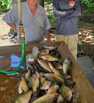 Outstanding crappie haul from Quitman TX waters!