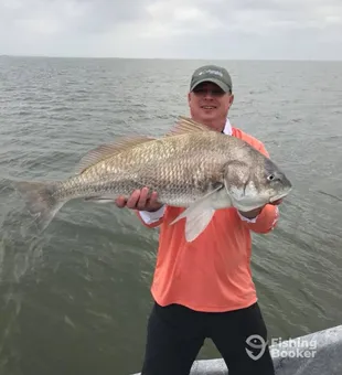 Corpus Christi Prized Black Drum 