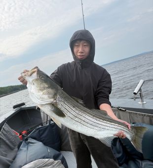 Beautiful Monroe ME striped bass makes the day!