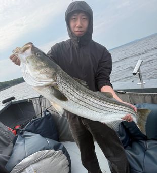 Beautiful Monroe striped bass ready for the cooler!