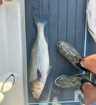 Lake Murray striped bass fishing is calling.