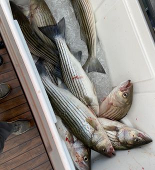 Striper fishing at its best Murray SC