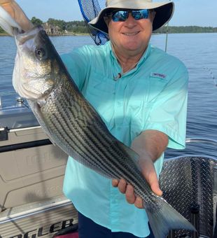 Lake Murray striper trophy catch