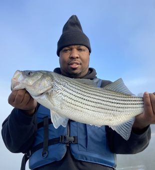 Clean Striper Catch - Lake Murray, SC.