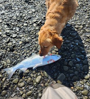 Reel in adventure with Seward Alaska fishing chart