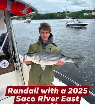 Beautiful Saco Maine striped bass making memories on the water!