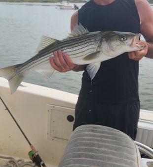 Hook, line, Saco Bay striped bass!