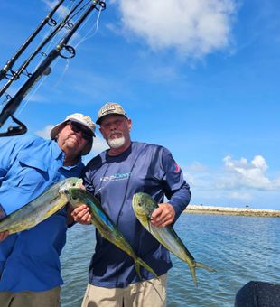 Explore Tavernier's ocean treasures: Mahi Mahi.