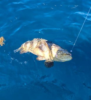 Grouper beauty captured in Tavernier, FL