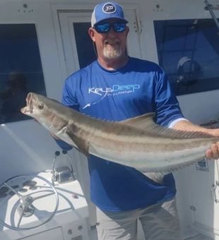 Reeled in majestic cobia in Florida waters.