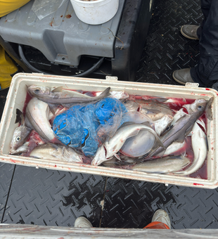 Conquering the depths of the Gulf of Maine with an array of fishing techniques