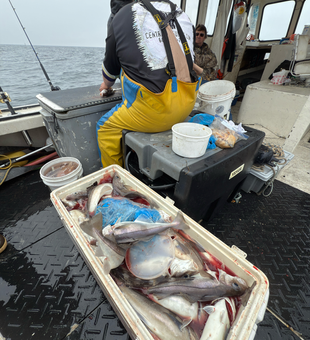 Chasing the big ones with heavy tackle in Maine's premier fishing grounds